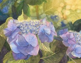 Hydrangeas watercolor painting inspired by natural light